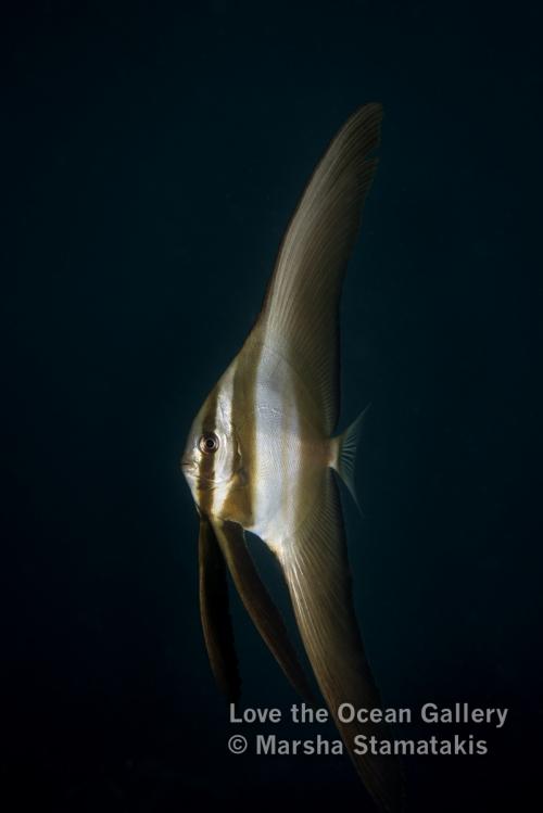 Batfish Portrait